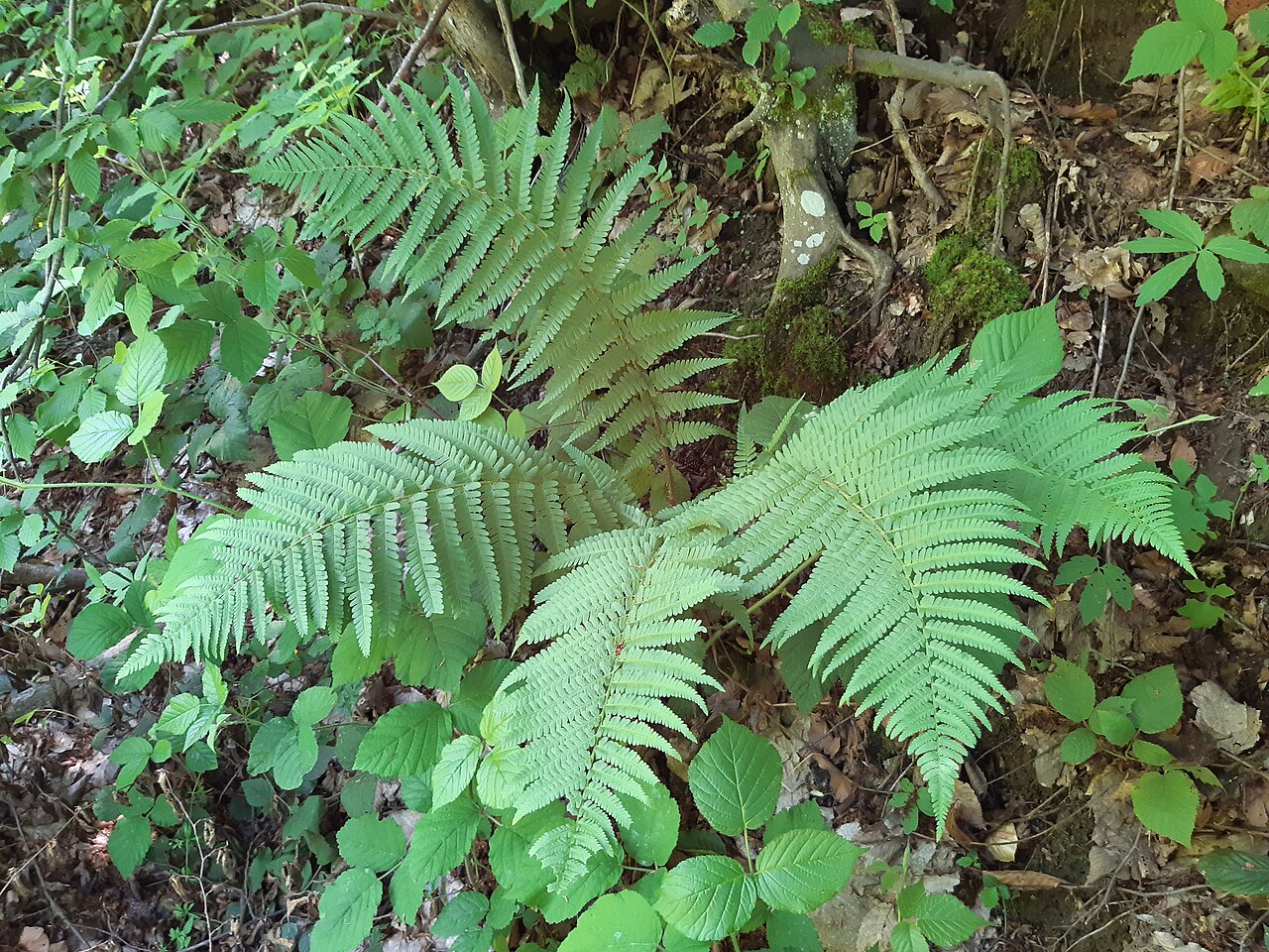 Male fern: Dryopteris filix-mas, the male fern, is a common fern of the temperate Northern Hemisphere, native to much of Europe, Asia, and North America. It favours damp s