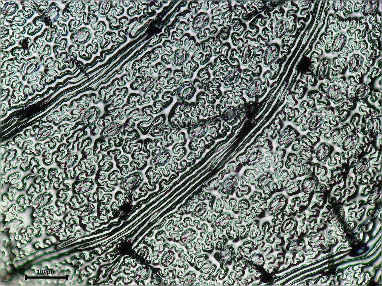 Male fern: Male Fern Dryopteris filix-mas LEAF epidermis print