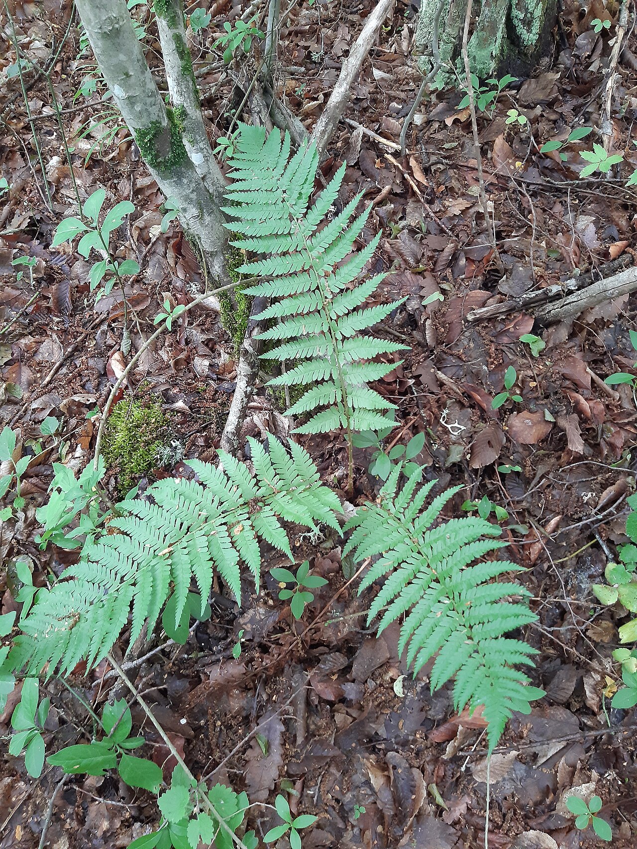 Male fern: Dryopteris filix-mas, the male fern, is a common fern of the temperate Northern Hemisphere, native to much of Europe, Asia, and North America. It favours damp s