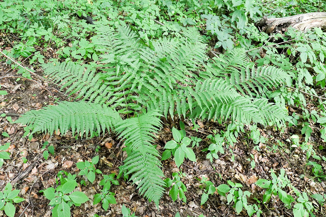 Male fern: Rezerwat przyrody Rogalice – rezerwat przyrody w gminie Lubsza, w województwie opolskim, na terenie Stobrawskiego Parku Krajobrazowego .
