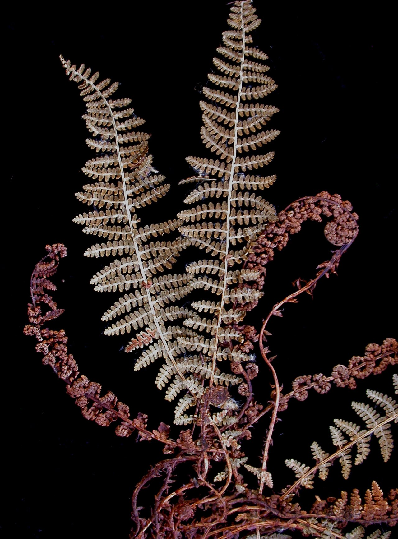 Fragrant woodfern: Nom français : dryoptère odorante. Nom anglais : fragrant wood fern. Frondes (feuilles) avec sores de dryoptère odorante, vue de dessous.