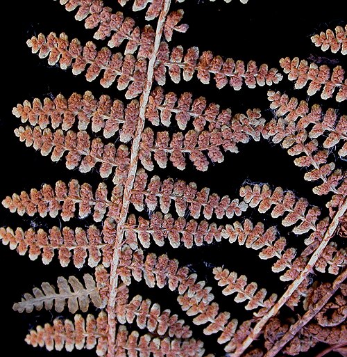 Fragrant woodfern: Nom français : dryoptère odorante. Nom anglais : fragrant wood fern. Portion de fronde (feuille) avec sores de dryoptère odorante, vue de dessous.