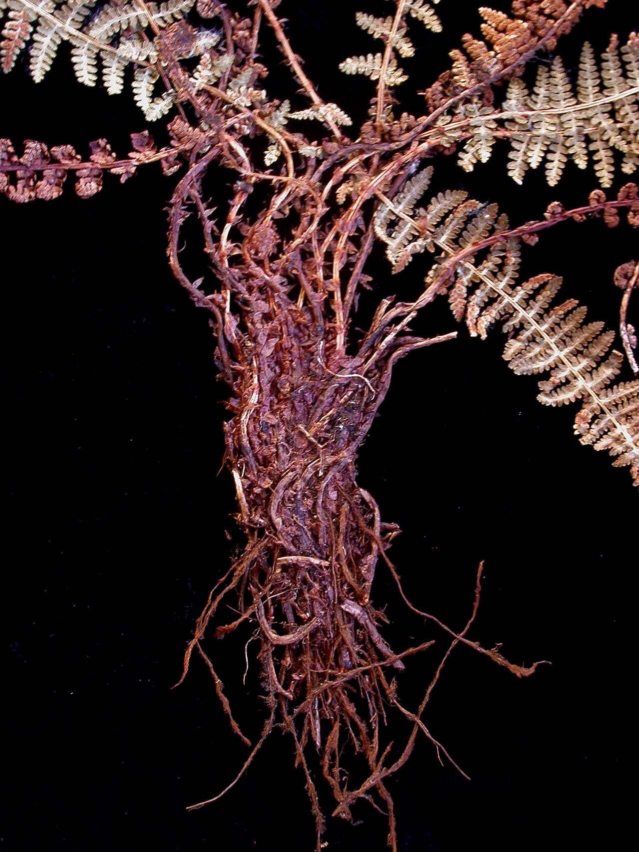 Fragrant woodfern: Nom français : dryoptère odorante. Nom anglais : fragrant wood fern. Racines et base des frondes de dryoptère odorante.