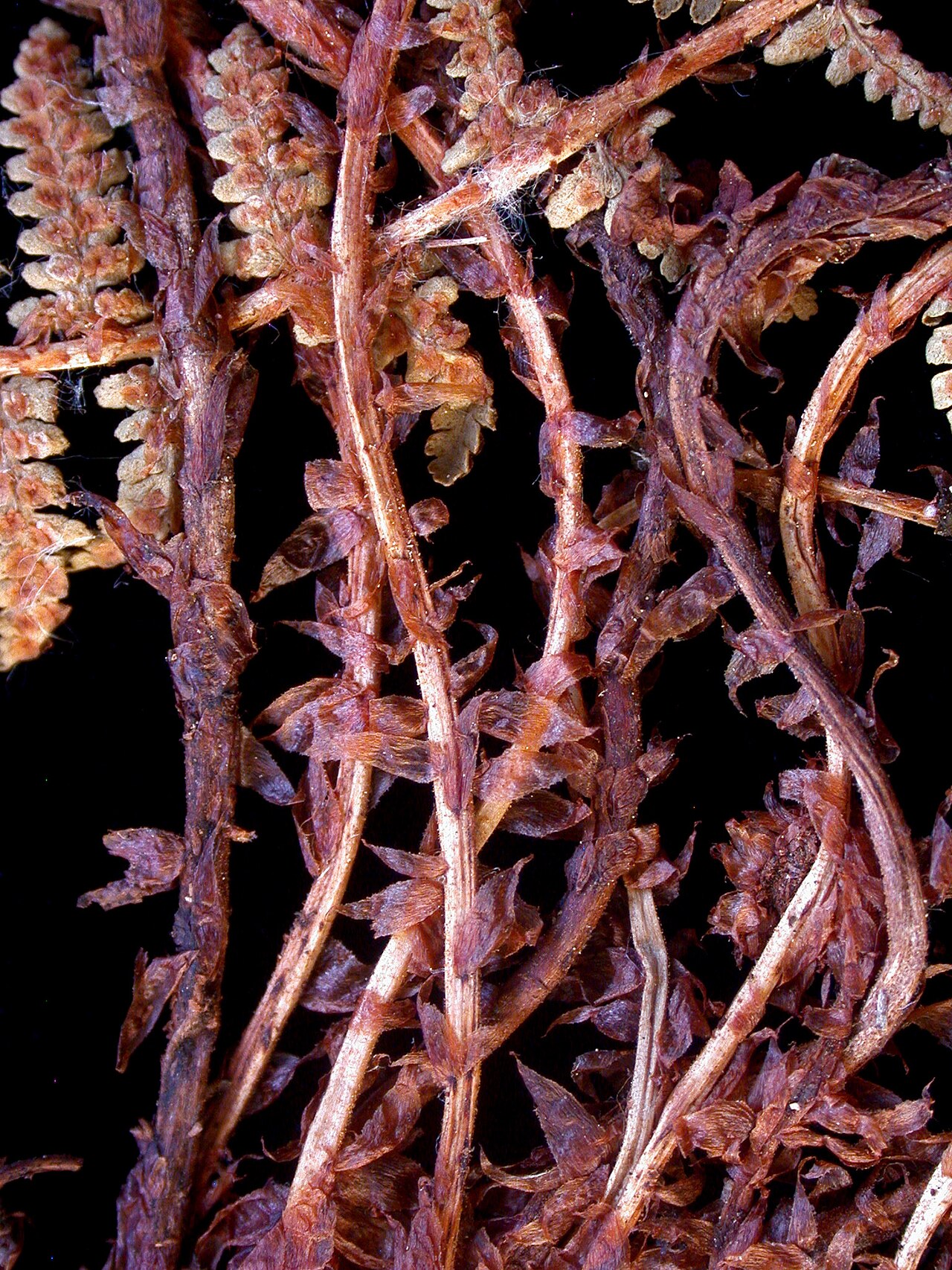 Fragrant woodfern: Nom français : dryoptère odorante. Nom anglais : fragrant wood fern. Portion de fronde (feuille) et pétiole écailleux (écailles) de dryoptère odorante.