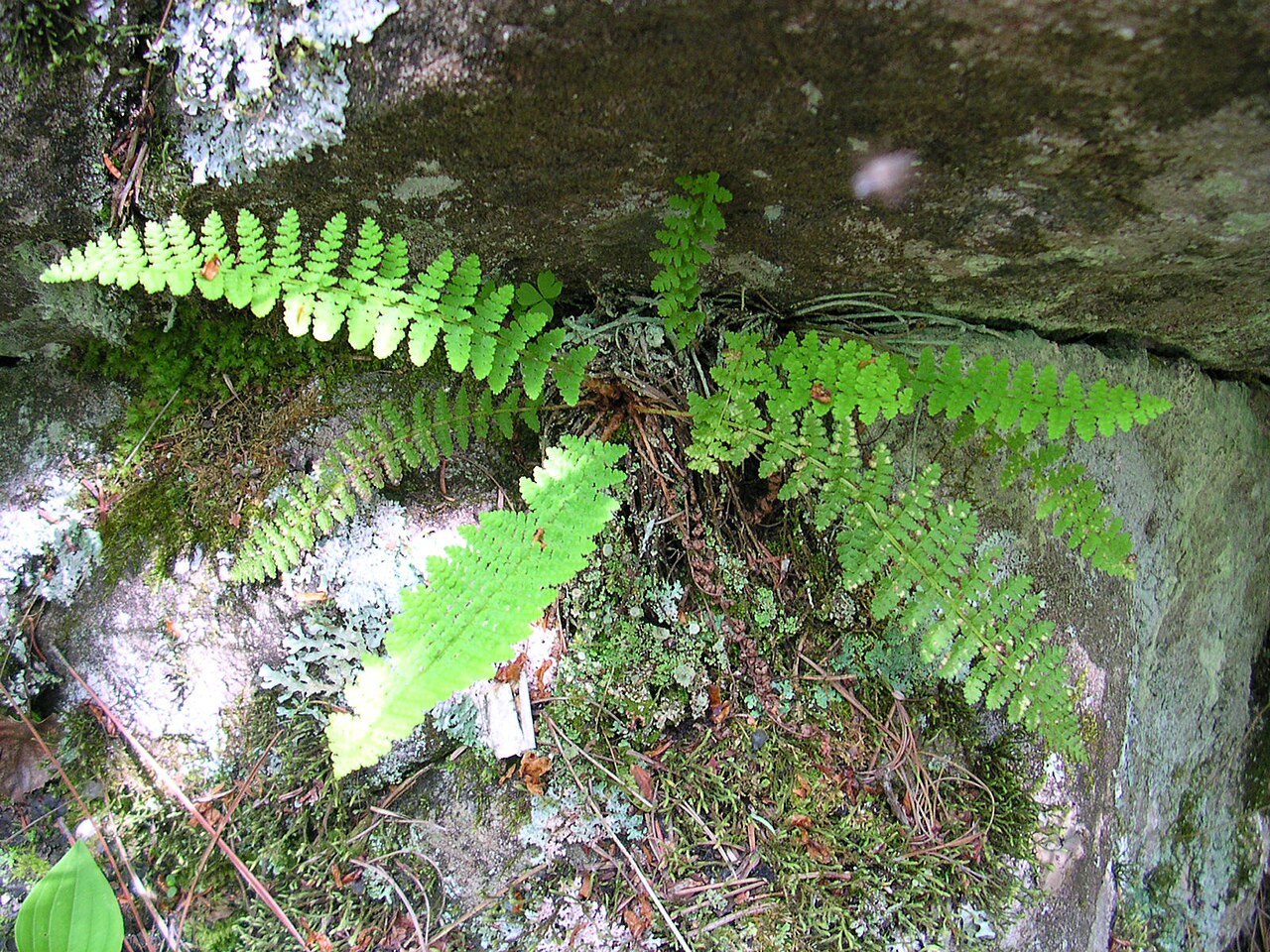 Fragrant woodfern: Fronds of Dryopteris fragrans (Fragrant Wood Fern), growing in Superior National Forest.