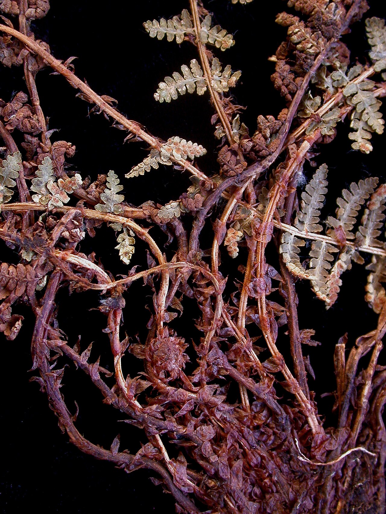 Fragrant woodfern: Nom français : dryoptère odorante. Nom anglais : fragrant wood fern. Portion de fronde (feuille) et pétiole écailleux (écailles) de dryoptère odorante.