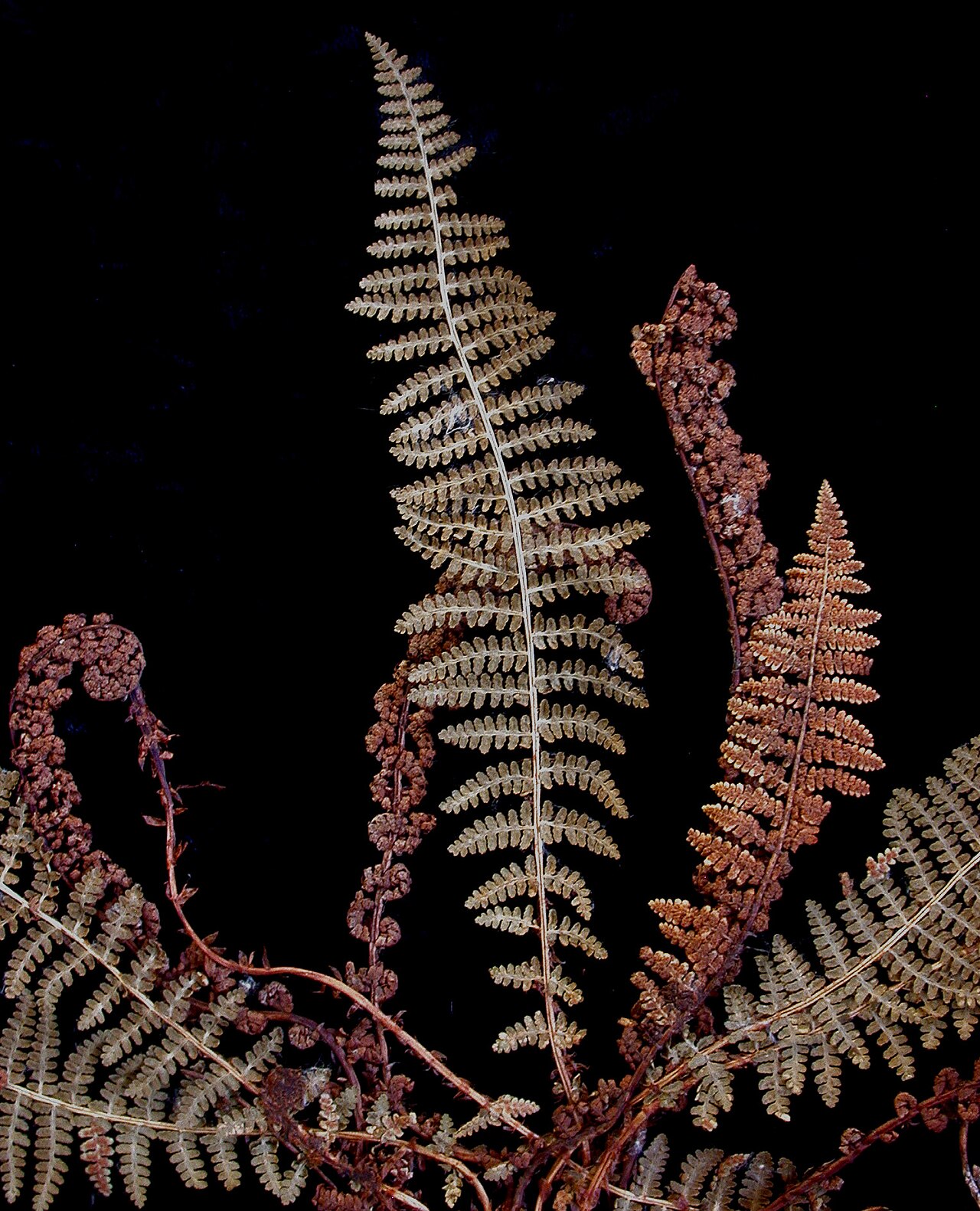 Fragrant woodfern: Nom français : dryoptère odorante. Nom anglais : fragrant wood fern. Frondes (feuilles) avec sores de dryoptère odorante, vue de dessous.