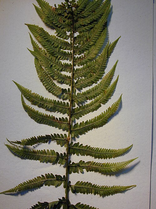 Crowned woodfern: Dryopteris fusco-atra var. fusco-atra (Frond). Location: Maui, Makawao Forest Reserve
