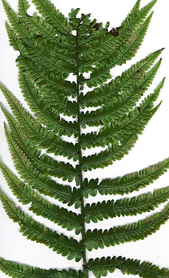 Crowned woodfern: Dryopteris fusco-atra var. fusco-atra (frond). Location: Maui, Makawao Forest Reserve