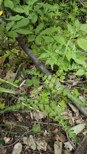 Dryopteris goeringiana (Dryopteris goeringiana)