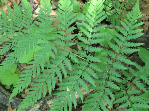Dryopteris goeringiana (Dryopteris goeringiana)