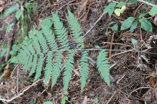 Dryopteris goeringiana (Dryopteris goeringiana)