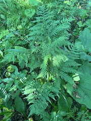 Dryopteris goeringiana (Dryopteris goeringiana)