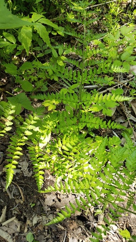Dryopteris goeringiana (Dryopteris goeringiana)