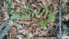 Dryopteris goeringiana (Dryopteris goeringiana)