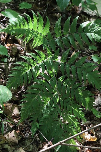 Dryopteris goeringiana (Dryopteris goeringiana)