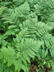 Dryopteris goeringiana (Dryopteris goeringiana)