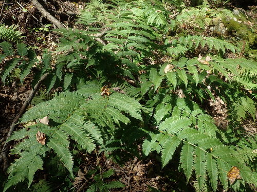 Goldie's woodfern (Dryopteris goldieana)