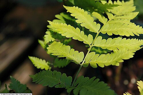 Goldie's woodfern: Location taken: Behnke Nurseries, Potomac MD USA. Names: Dryopteris göldiana (Hook.) Gray, dryoptère de Goldie, dryoptéride de Goldie, Giant Wood Fern, Goldie's