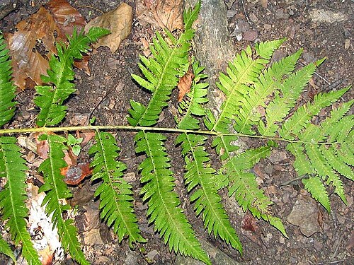 Goldie's woodfern: Location taken: The United States National Arboretum, Washington DC. Names: Dryopteris göldiana (Hook.) Gray, dryoptère de Goldie, dryoptéride de Goldie, Giant 