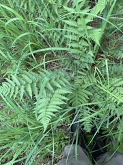 Goldie's woodfern (Dryopteris goldieana)
