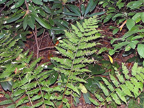 Goldie's woodfern: Location taken: The United States National Arboretum, Washington DC. Names: Dryopteris göldiana (Hook.) Gray, dryoptère de Goldie, dryoptéride de Goldie, Giant 