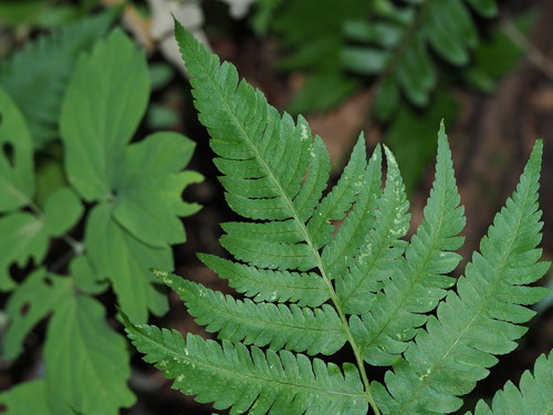 Goldie's woodfern (Dryopteris goldieana)