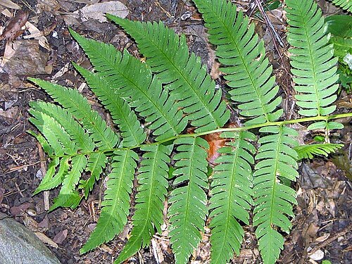 Goldie's woodfern: Location taken: The United States National Arboretum, Washington DC. Names: Dryopteris göldiana (Hook.) Gray, dryoptère de Goldie, dryoptéride de Goldie, Giant 