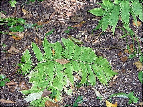 Goldie's woodfern: Names: Dryopteris göldiana (Hook.) Gray, dryoptère de Goldie, dryoptéride de Goldie, Giant Wood Fern, Goldie's fern, Goldie's shield fern, Goldie's wood fern, G