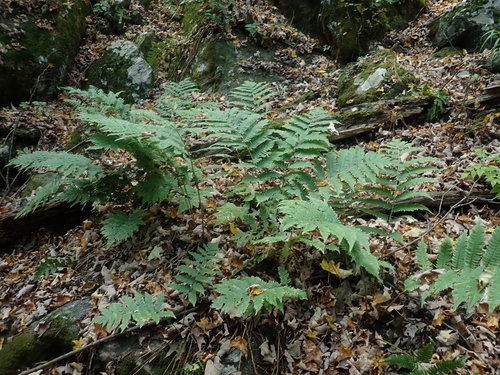 Goldie's woodfern (Dryopteris goldieana)