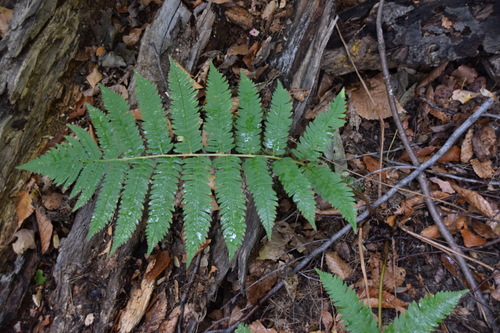 Goldie's woodfern (Dryopteris goldieana)