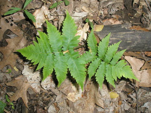 Goldie's woodfern (Dryopteris goldieana)