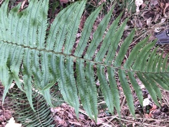 Dryopteris hangchowensis (Dryopteris hangchowensis)