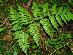 Dryopteris hendersonii (Dryopteris hendersonii)