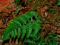 Dryopteris hendersonii (Dryopteris hendersonii)