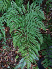 Dryopteris hendersonii (Dryopteris hendersonii)