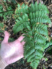Dryopteris hendersonii (Dryopteris hendersonii)