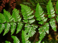 Dryopteris hendersonii (Dryopteris hendersonii)