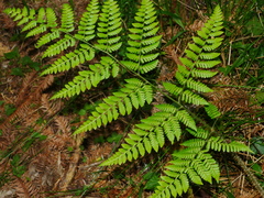 Dryopteris hendersonii (Dryopteris hendersonii)