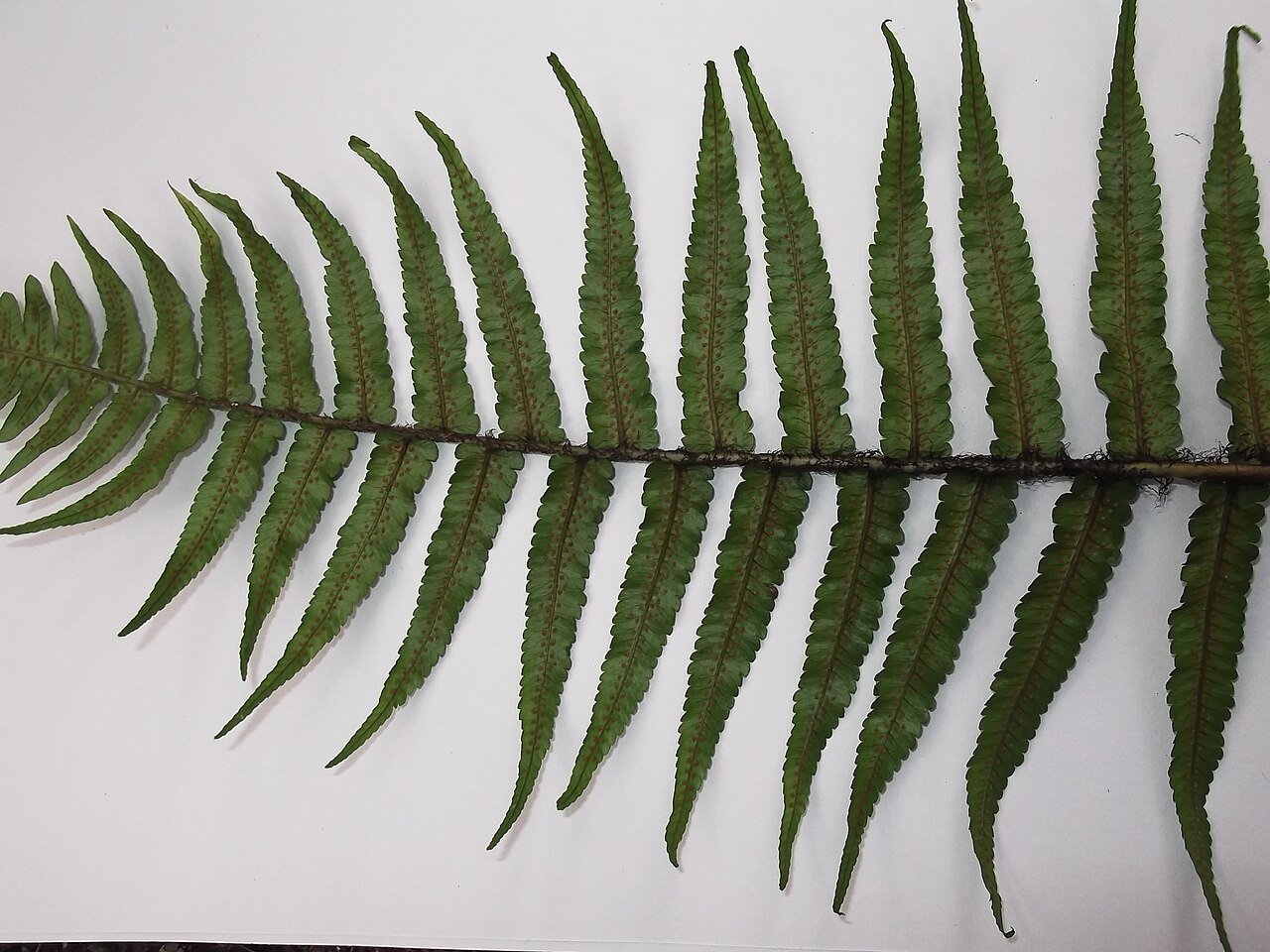 Dryopteris hirtipes: Fern,pinnate leaves.
