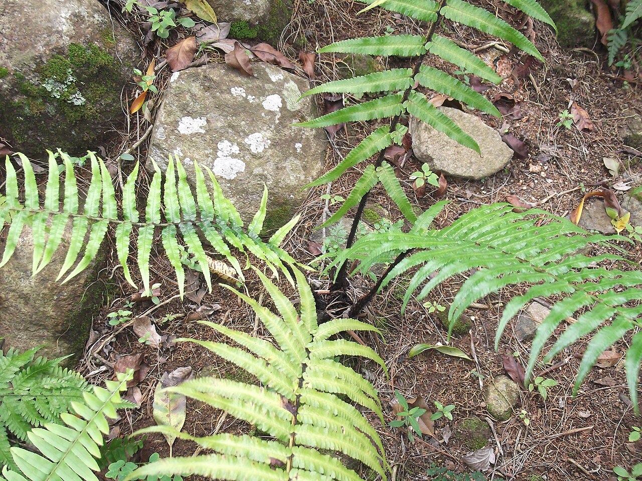 Dryopteris hirtipes: Fern,pinnate leaves.