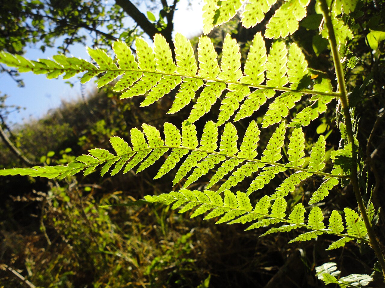 Dryopteris inaequalis: Dryopteris inaequalis near Louwsburg in KwaZulu-Natal, South Africa