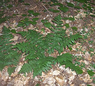 Intermediate woodfern: Evergreen-Wood-Fern-cluster