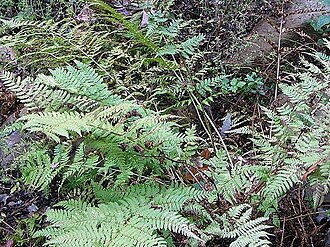 Intermediate woodfern: Names: Ctenitis vilis (Kze.) Ching Classification: Plantae > Pteridophyta > Polypodiopsida > Polypodiales > Dryopteridaceae > Ctenitis > Ctenitis vilis .