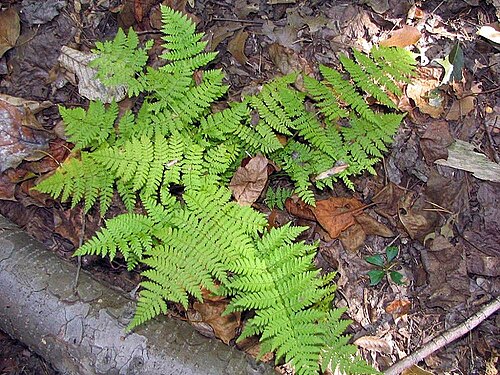 Intermediate woodfern: Location taken: The United States National Arboretum, Washington DC. Names: Ctenitis vilis (Kze.) Ching<SP>Classification: Plantae > Pteridophyta > Polypodiopsi