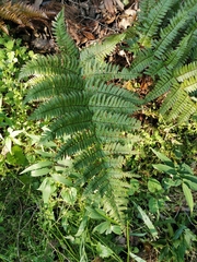 Dryopteris kinokuniensis (Dryopteris kinokuniensis)