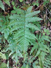 Dryopteris kinokuniensis (Dryopteris kinokuniensis)