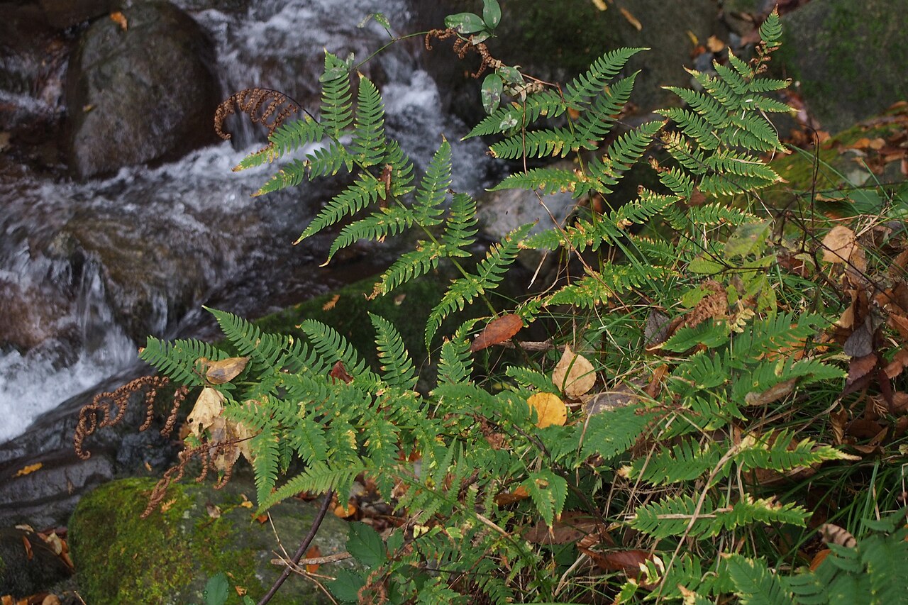 Dryopteris lacera: may be クマワラビ