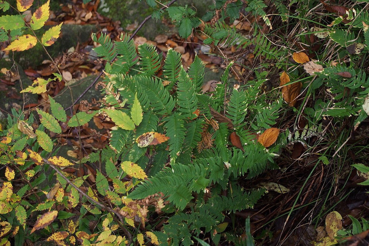 Dryopteris lacera: may be クマワラビ