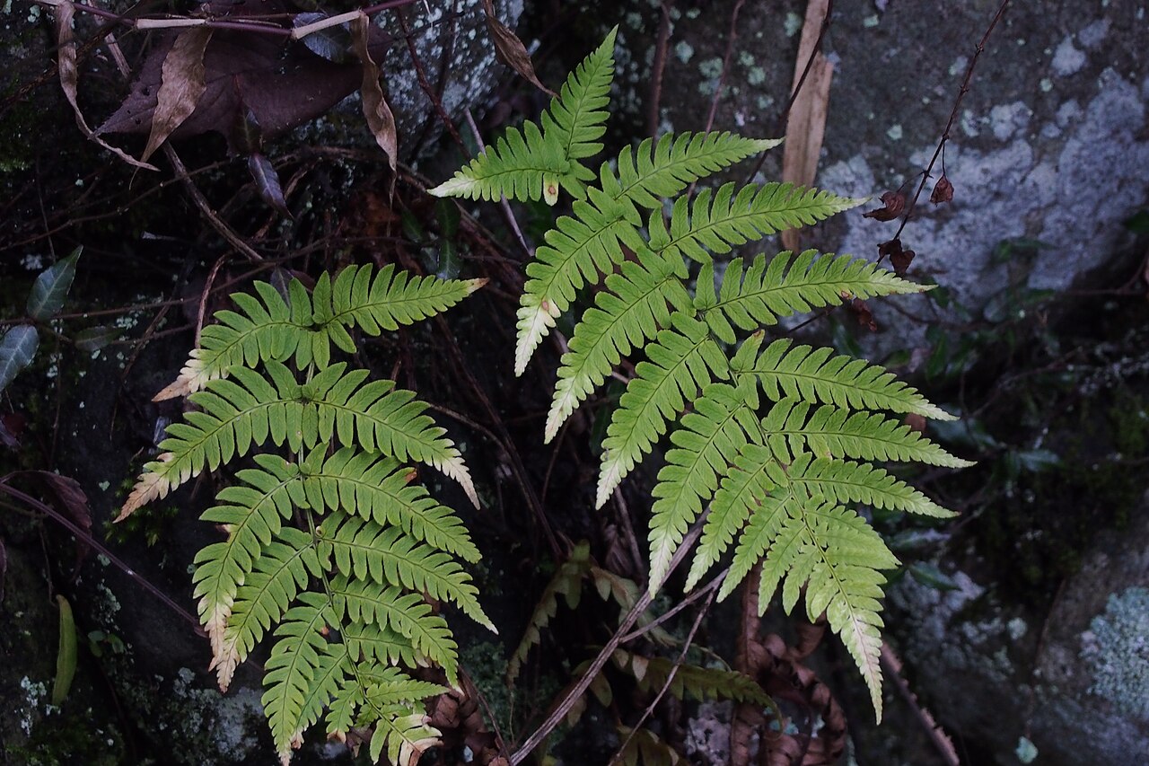 Dryopteris lacera: may be クマワラビ (Dryopteris lacera).